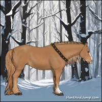 Horse Color:Chestnut Sabino 