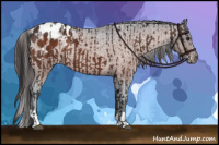 Horse Color:Brown Appaloosa and Brown Appaloosa Rabicano