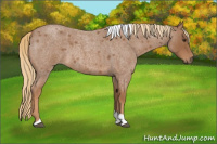 Horse Color:Red Roan Tobiano 