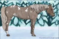 Horse Color:White Spotted Silver Blue Roan 