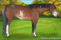 Horse Color:Bay Sabino 
