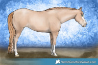Horse Color:Gold Champagne Pearl Rabicano  and Gold Champagne Pearl Splash Rabicano 