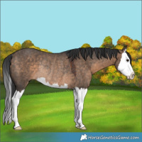 Horse Color:Brown Dun Splash Rabicano 