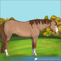 Horse Color:Red Dun 