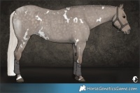 Horse Color:White Spotted Silver Grullo Roan 