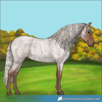 Horse Color:White Spotted Silver Blue Roan 