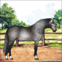 Horse Color:Gray Brown 