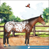 Horse Color:Bay Appaloosa 