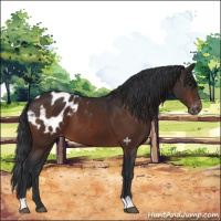 Horse Color:Brown Appaloosa