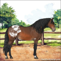 Horse Color:Bay Appaloosa 