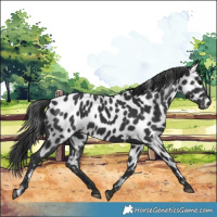 Horse Color:Black Appaloosa 
