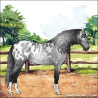 Horse Color:Gray Blue Roan Near Leopard 