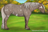 Horse Color:White Spotted Silver Blue Roan