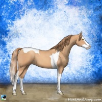 Horse Color:Gold Champagne Splash Tobiano