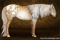 Horse Color:Gray Gold Cream Champagne Sabino Blanket