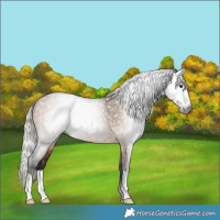Horse Color:Gray Silver Brown Dun 