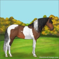 Horse Color:Bay Tobiano 