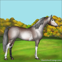 Horse Color:Gray White Spotted Bay Rabicano 