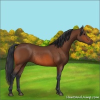 Horse Color:Bay Rabicano 