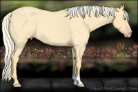 Horse Color:Gold Cream Champagne Roan 