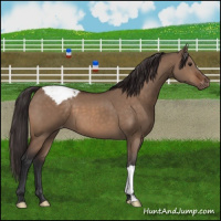 Horse Color:Brown Dun Appaloosa