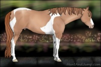 Horse Color:Gold Champagne Tobiano