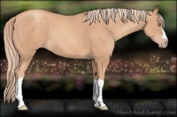 Horse Color:Gold Champagne