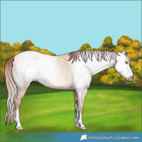 Horse Color:Gray Gold Champagne Dun