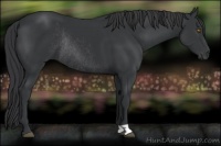 Horse Color:Black Rabicano