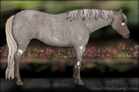 Horse Color:White Spotted Silver Blue Roan 