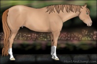 Horse Color:Gold Champagne