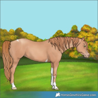 Horse Color:Gold Champagne Tobiano