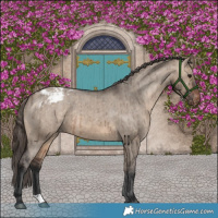 Horse Color:Brown Dun Appaloosa Brindle 