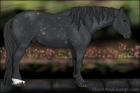 Horse Color:Black 