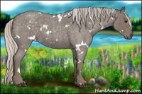 Horse Color:White Spotted Silver Blue Roan 