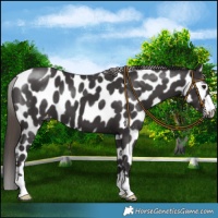 Horse Color:Smoky Black Near Leopard 