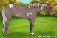 Horse Color:White Spotted Silver Blue Roan 