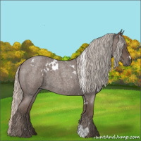 Horse Color:White Spotted Silver Blue Roan 