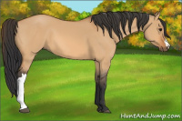 Horse Color:Bay Dun 