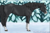 Horse Color:Black Splash Tobiano 