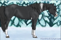 Horse Color:Black Splash Tobiano 