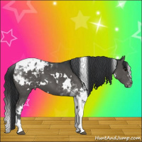 Horse Color:White Spotted Black Tobiano Appaloosa 