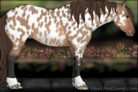 Horse Color:Bay Dun Appaloosa 