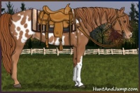 Horse Color:Chestnut Appaloosa 