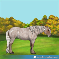 Horse Color:White Spotted Silver Blue Roan 