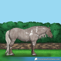 Horse Color:White Spotted Silver Blue Roan 