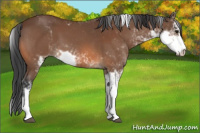 Horse Color:Bay Sabino 