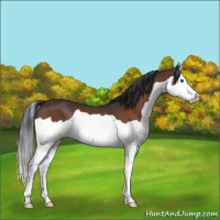Horse Color:Bay Splash 