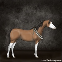 Horse Color:Bay Splash 