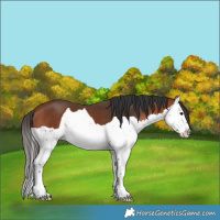 Horse Color:Bay Splash 